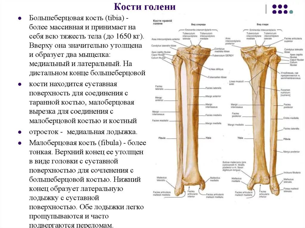 Находится берцовая кость. Кости голени малоберцовая кость. Большая берцовая кость анатомия человека. Строение малой берцовой кости. Голень малоберцовая кость анатомия.