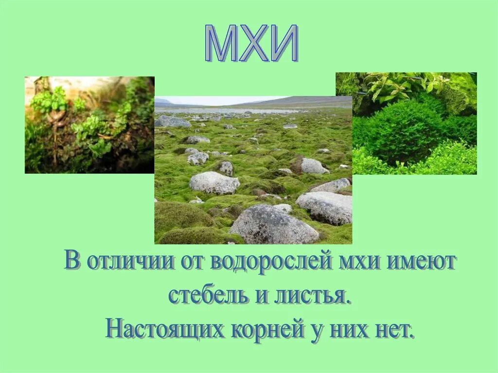 Мох чем отличаются. Отличие мхов от водорослей. Мхи имеют. Водоросли от мхов. Различие мхов от водорослей.