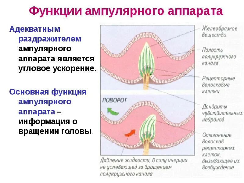 Адекватные раздражители вестибулярного аппарата. Ампулярный анализатор. Рецепторы вестибулярного анализатора. Ампулярный аппарат адекватный раздражитель.