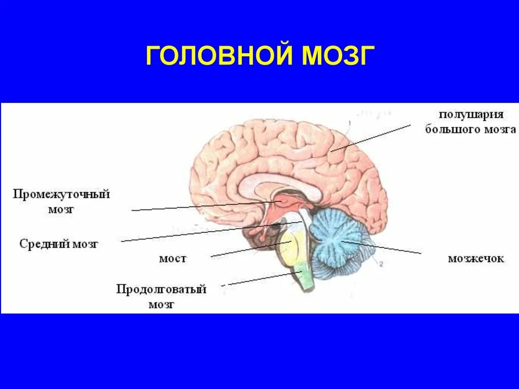 Схема головного мозга человека. Схема строения отделов головного мозга. Внешний вид головного мозга. Головной мозг: ствол мозга и промежуточный мозг.