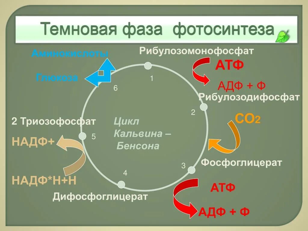 Световая и темновая фаза фотосинтеза цикл Кальвина. Цикл Кальвина с4. Темновые реакции: цикл Кальвина. Темновая фаза фотосинтеза схема. Темновые реакции