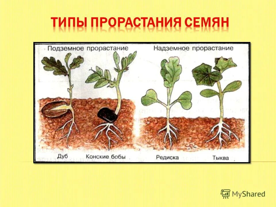 Типы корневой системы растений таблица. Минеральное и корневое питание растений. Вывод минеральное питание растений. Минеральное питание. Схема передвижения минеральных веществ по растению.