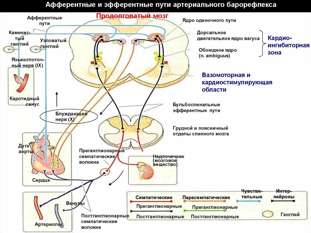 Нисходящий нерв. Афферентный нервный путь представлен структурами. Проводящие пути афферентные и эфферентные. Проводящие пути головного мозга афферентные и эфферентные. Схема афферентный путь эфферентный путь.