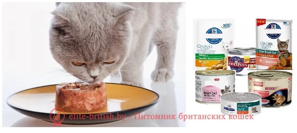 Каким кормом можно кормить котят. Натуральное питание для британских котят. Корм для котят британцев. Корм для британских котят 1 месяц. Корм для британских котят 2 месяца.