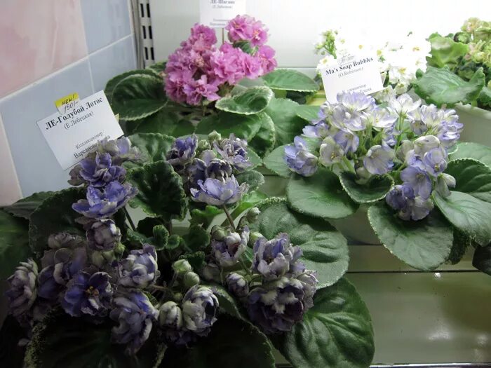 фиалки форум