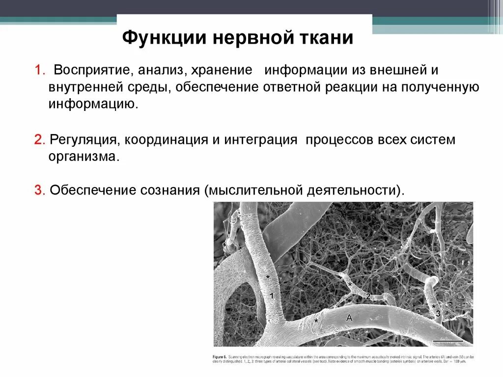 Функции нервной ткани. Функции нервной ткани человека. Нервная ткань строение и функции. Нервная ткань функция ткани строение.