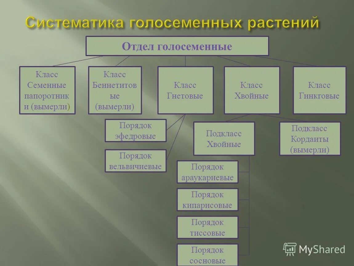 Характеристики голосеменных 7 класс. Отдел Голосеменные систематика. Отдел Голосеменные классификация. Классификация голосеменных растений 7 класс. Систематика голосеменныхастений.