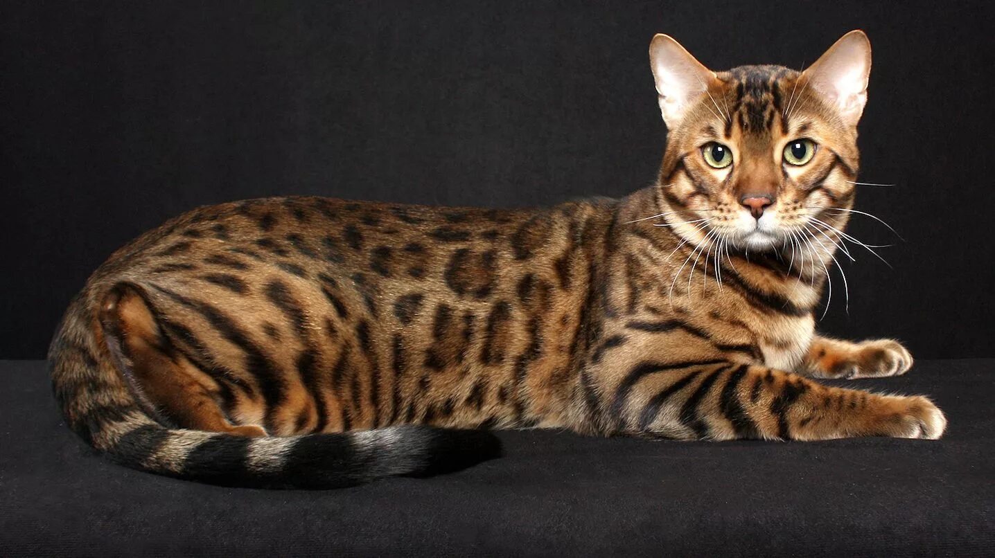 Стандарт породы бенгальской кошки. Кошка породы бенгал. Бенгальский кот полосатый. Бельгийский тойгер. Бенгальская леопардовая кошка.