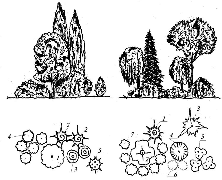 Схема посадки древесно кустарниковых растений. Древесно-кустарниковые композиции схемы. Композиция насаждений вид сбоку и сверху. Композиция из деревьев и кустарников. Группа деревьев 7