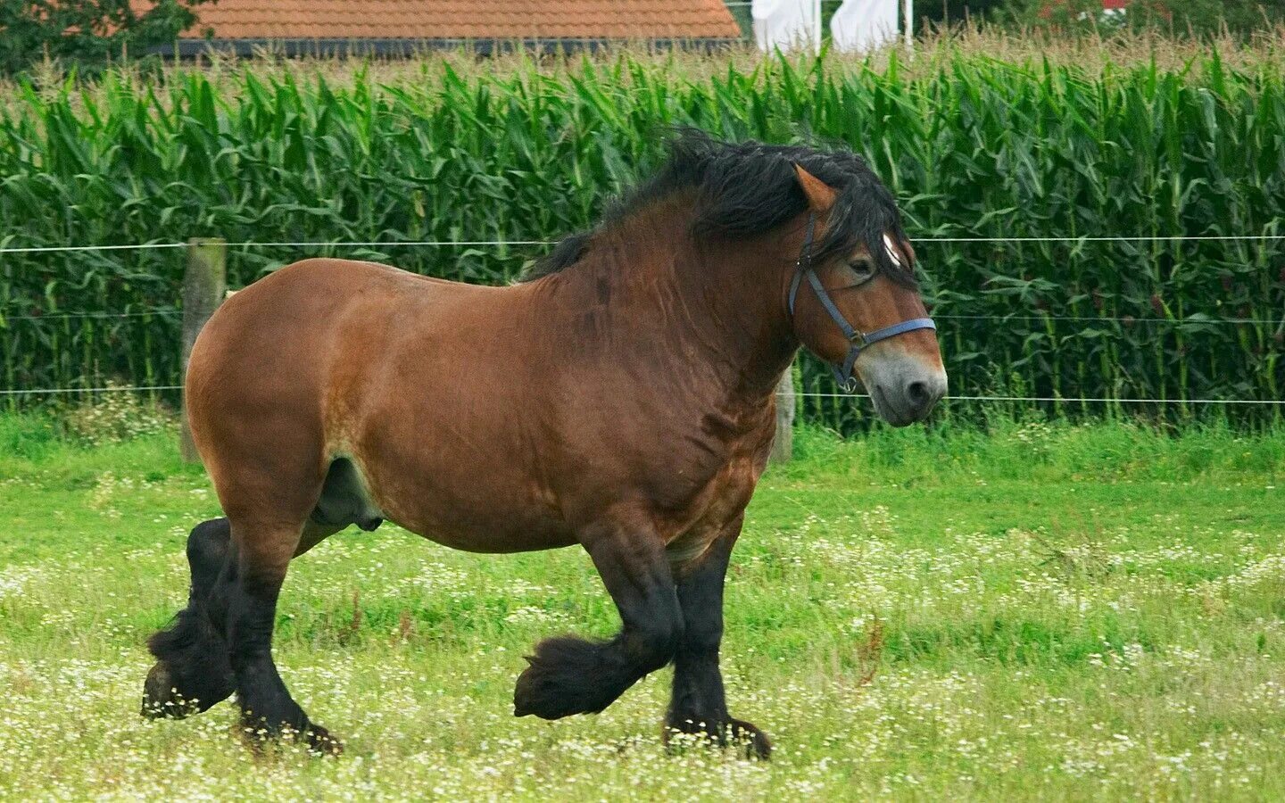 Heavy horses. Бельгийский тяжеловоз брабансон. Бельгийский тяжеловоз брабансона лошадь. Бельгийская порода лошадей тяжеловозов. Бельгийский брабансон лошадь.