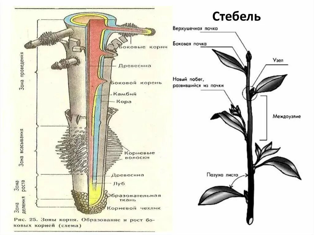 Внутреннее строение стебля(побег). Внешнее строение стебля рисунок. Стебель морфологическое строение стебля. Анатомия стебля растений.