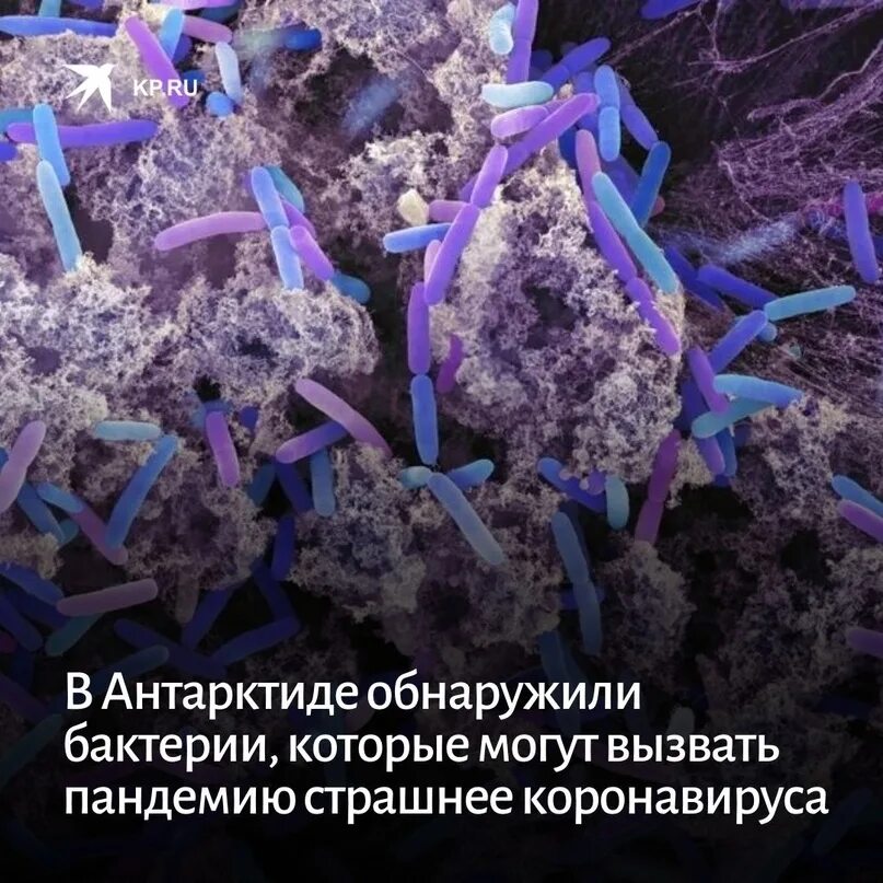 Вечная мерзлота на чукотке. Многолетняя мерзлота тайги. Бактерии в вечной мерзлоте. Мерзлота бактерии. Мерзлота бактерии.