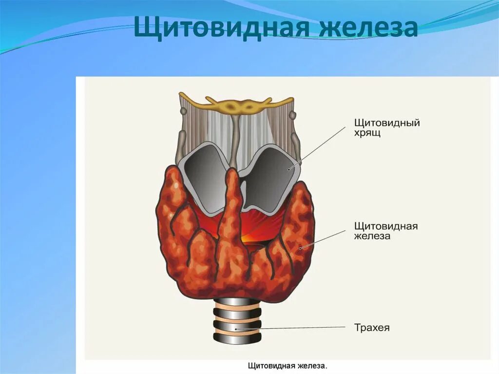 Что такое щитовидная железа. Доли и перешеек щитовидной железы. Строение доли щитовидной железы. Строение щитовидной железы биология 8 класс. Строение перешейка щитовидной железы.