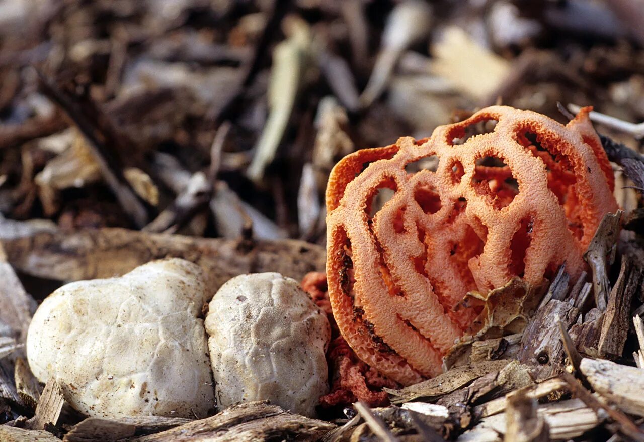 Behold the Exquisite Clathrus pusillus Mushroom