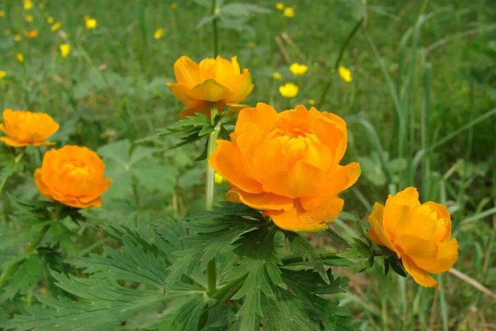 Купальница (Trollius). Сибирская купальница азиатская. Купальница азиатская жарок. Купальница азиатская Trollius asiaticus l..