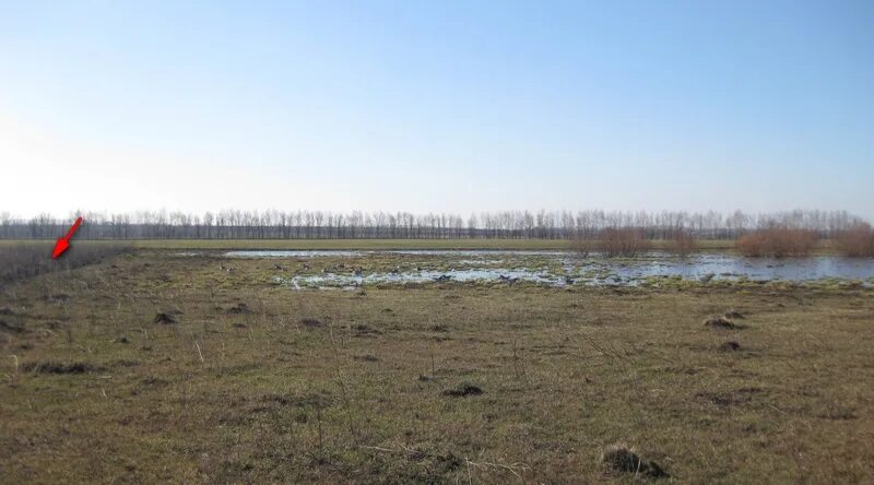 Делавшие замаскированный. Скрадок для охоты на гуся в поле. Скрадок для охоты на гуся своими руками. Как сделать скрадок на гуся своими руками в поле.