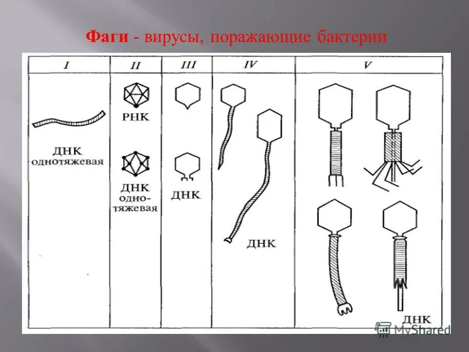 Вирусы поражающие бактерии. Бактериофаг и бактерия. Вирусы поражающие бактерии. Вирусы поражающие бактерии. Бактериофаги пожиратели бактерий.