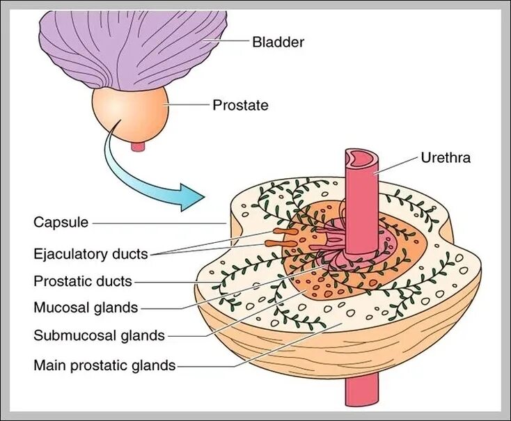 Предстательная железа капсула. Tubuloalveolar Gland. Salt-removing Gland Plant. Ortac Vent Gland.