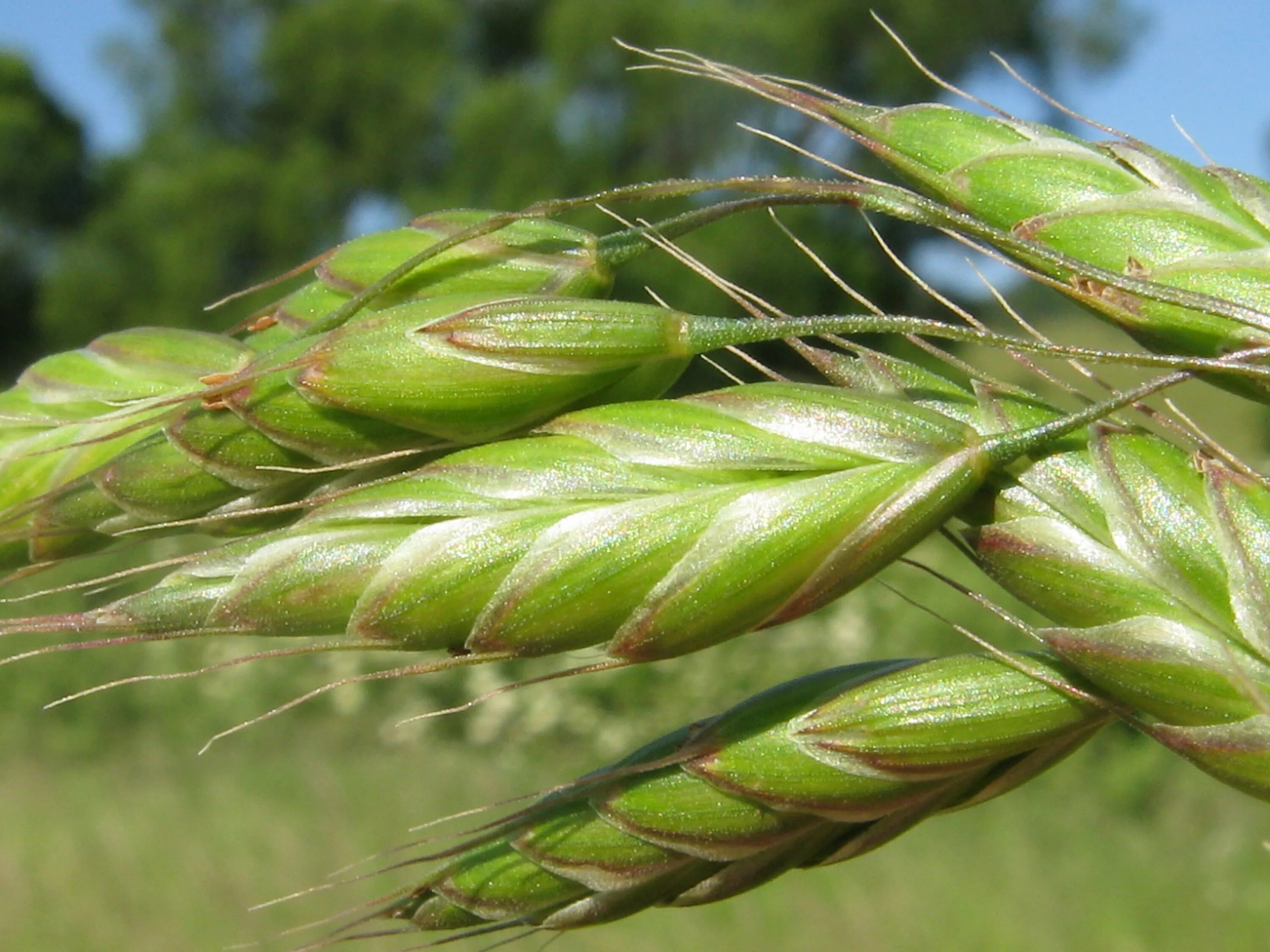 Костер полевой. Костёр ржаной (Bromus secalinus). Кострец Бенекена. Кострец безостый. Bromus commutatus.