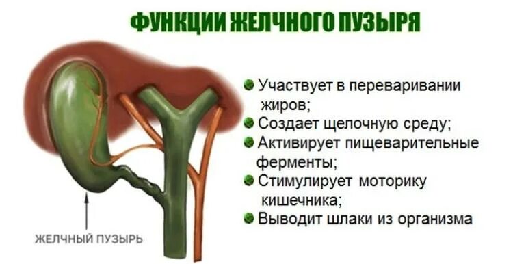 Печень выделяет сок. Функции желчного пузыря в организме человека. Функции желчного пузыря у человека. Желудочный пузырь функции. Какую функцию выполняет желчный пузырь.