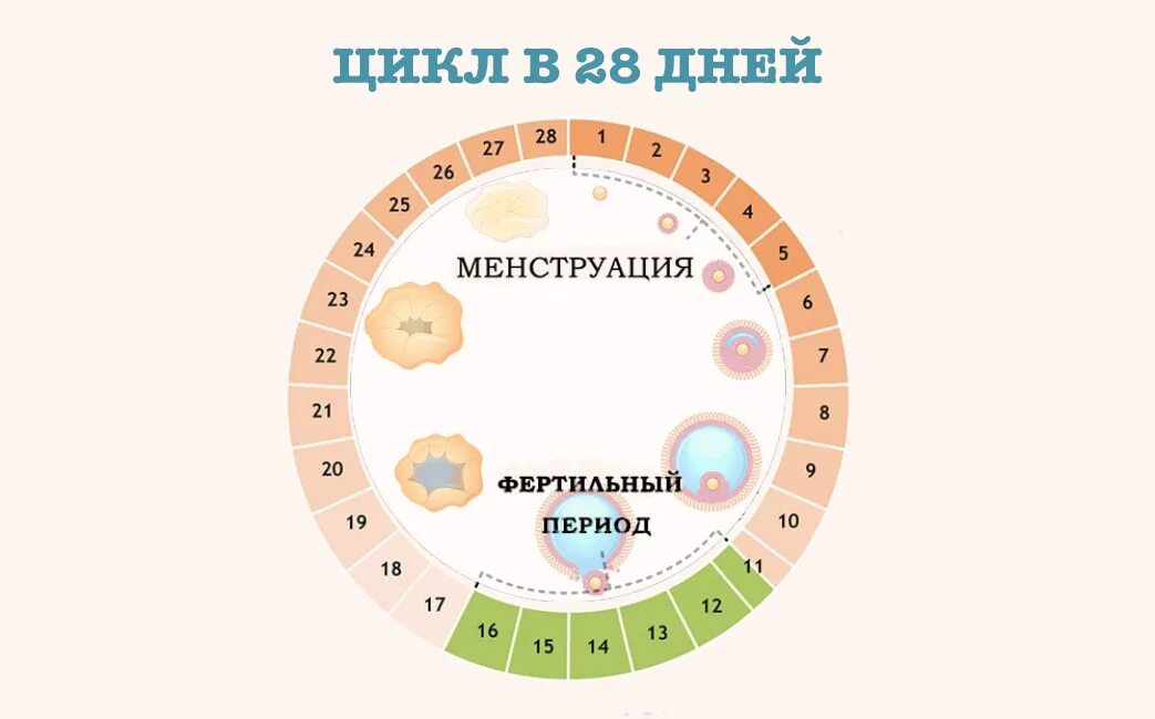 Цикл менструационного цикла. Фертильные дни. Фертильные дни у женщин. Окно фертильности. Забеременеть в любой день