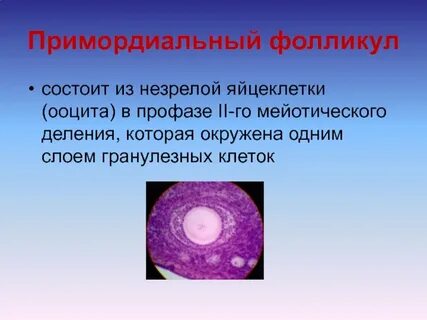 Ооцит в фолликуле