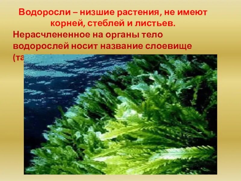 Водоросли не имеют ответ. Низшие растения фукус. Биология 5 класс водоросли-низшие растения. Водоросли это. Растения водной среды.