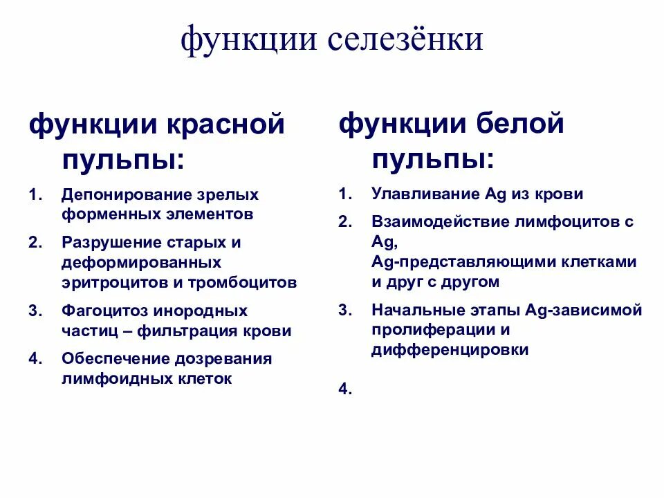 Функции белой пульпы селезенки. Функции красной и белой пульпы селезёнки. Функции красной пульпы селезенки. Белая пульпа селезенки выполняет функцию. В состав какой системы органов входит селезенка