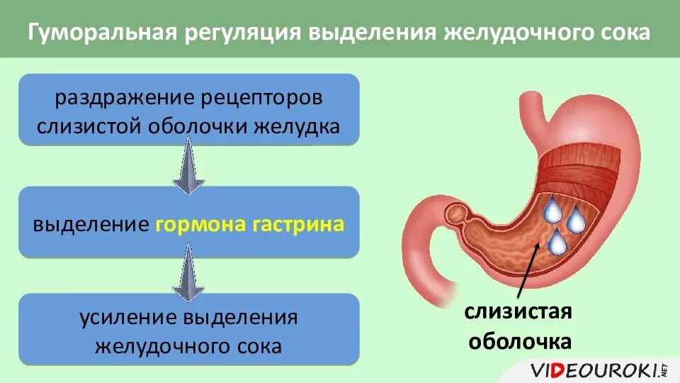 Почему выделяется желудочный сок. Схема регуляции выделения пищеварительных соков. Гуморальная регуляция желудочного сокоотделения схема. Регуляция сокоотделения в желудке. Гуморальная регуляция желудка.