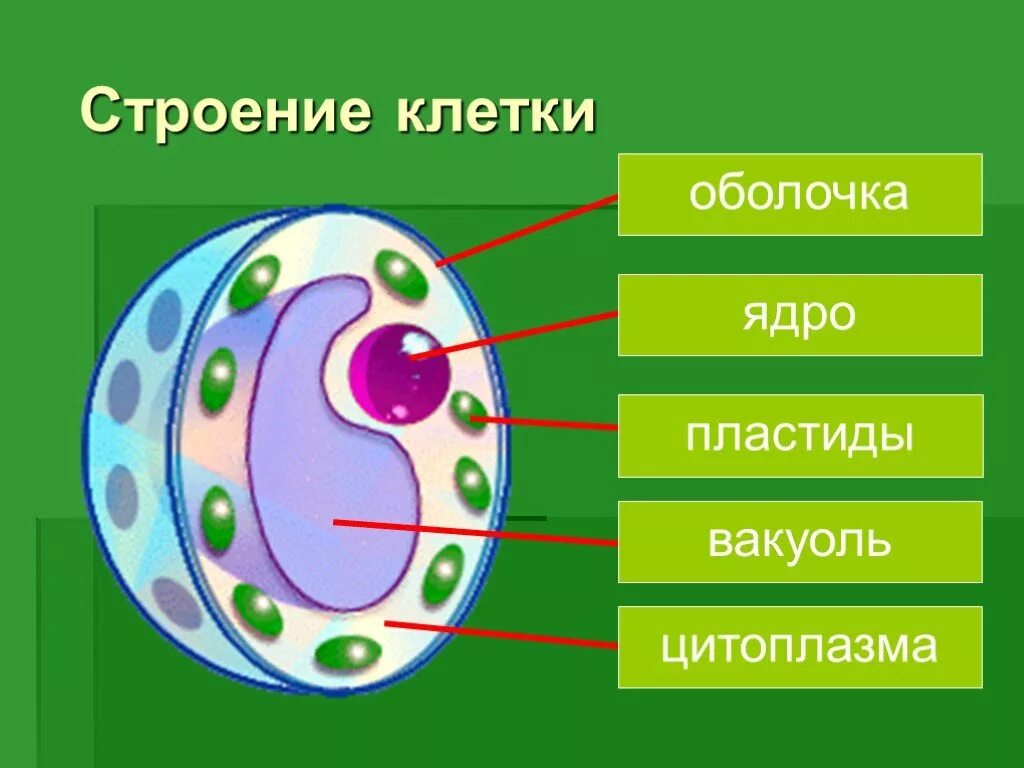 Схема клетка живая. Структура клетки растения биология 6 класс. Схема клетки растения 5 класс биология. Строение органической клетки. Строение клетки простая схема.