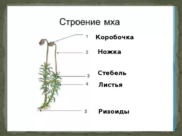 Строение мха Кукушкин лен. Строение мха Кукушкин лен рисунок. Строение растения Кукушкин лен. Строение кукушкиного льна 5 класс биология. Органы строение мха