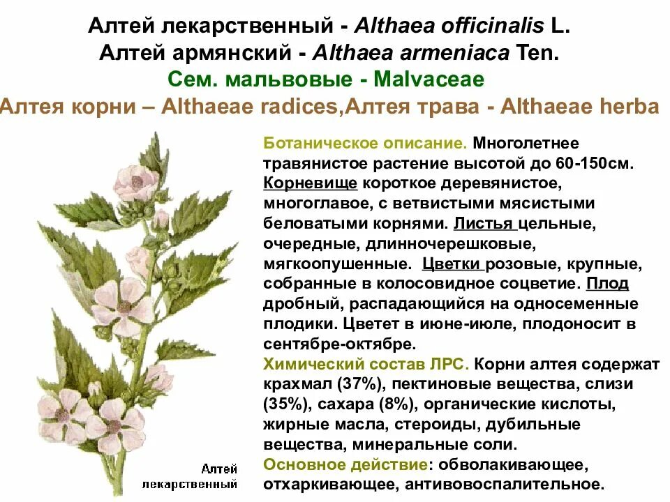 Алтей латынь. Алтей армянский (Althaea armeniaca). Алтей лекарственный целитель. Алтей лекарственный (Althaea officinalis l.). Althaeae Radices – Алтея корни.