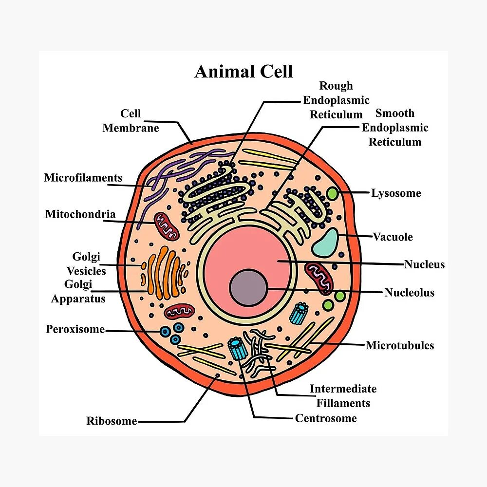 Диаграмма клетки. Animal Cell. Cell diagram. Диаграмма клетки человека. Животные клетки в разрезе.