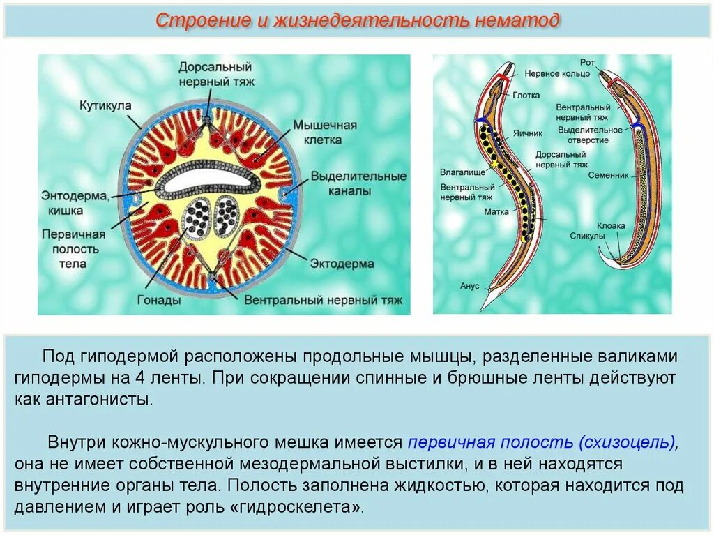 Черви покрыты кутикулой. Мускульный мешок круглых червей. Тип круглые черви строение аскариды. Поперечное сечение круглого червя. Круглые черви функции кожно-мускульного мешка.