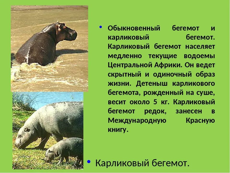 Проекты на защиту в 9 классе бегемот Описание бегемота: найдено 83 изображений