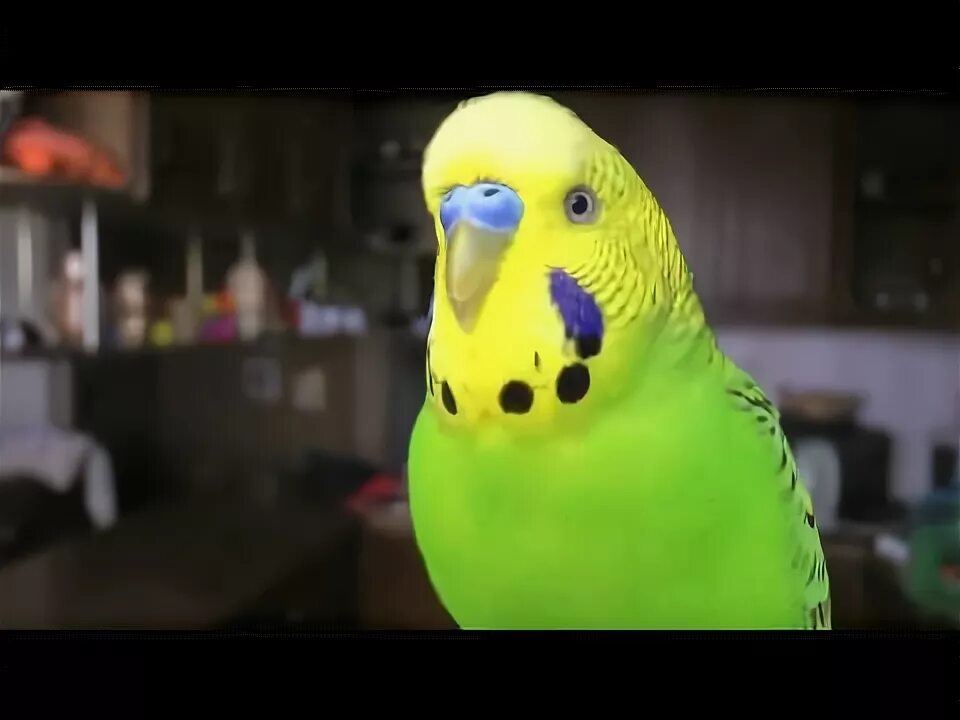 Породу попугаев вася. Попугай вася. Покажи видео попугаев. Попугай плавает. Попугай вася.