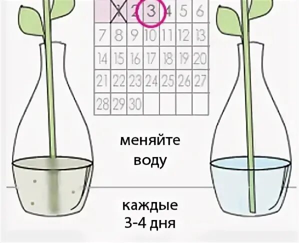 Сколько воды надо розам