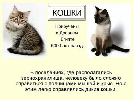 Где была одомашнена кошка