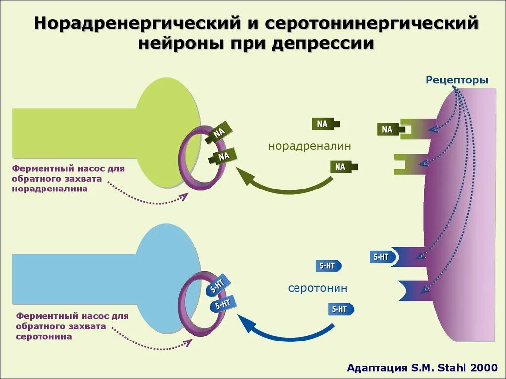 Данных рецепторов