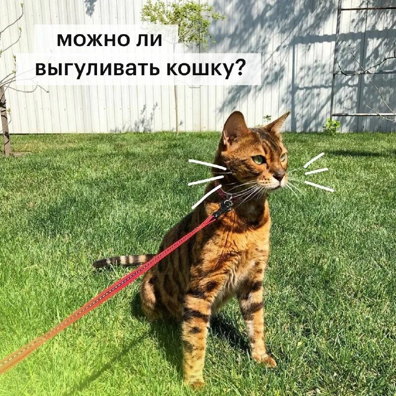 кошка на прогулке. кошка гуляет на поводке. кот на прогулке на поводке. кот гуляет. кот на прогулке.