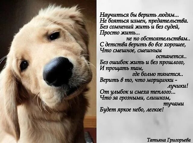 Трогательные стихи про собаку. Стих про собаку. стих про любимых собак. стихи посвященные собаке. красивые стихи о собаках и преданности.
