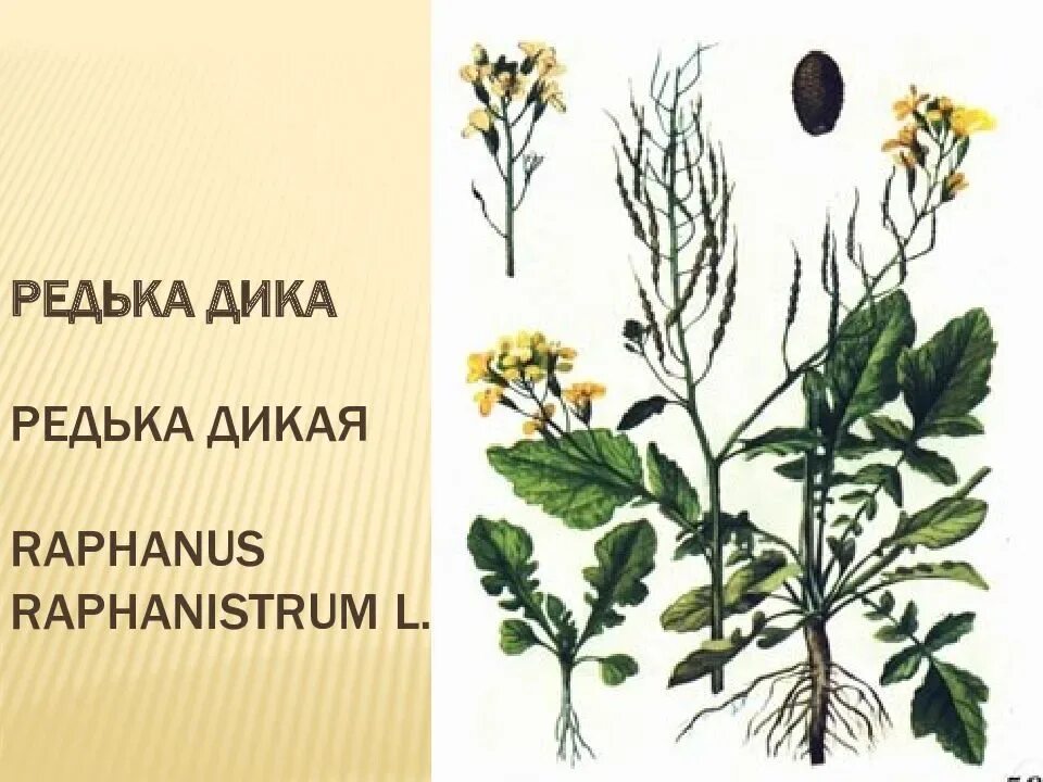 Редька Дикая (Raphanus raphanistrum). Raphanus raphanistrum – редька Полевая. Редька Дикая Ráphanus raphanístrum l.. Сурепка плод. Таксон редьки дикой