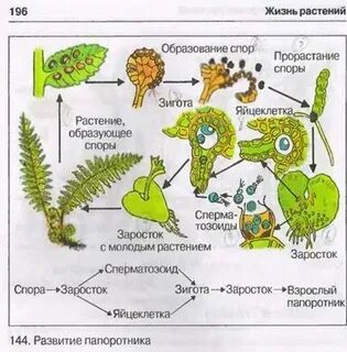 В каком жизненном цикле преобладает спорофит