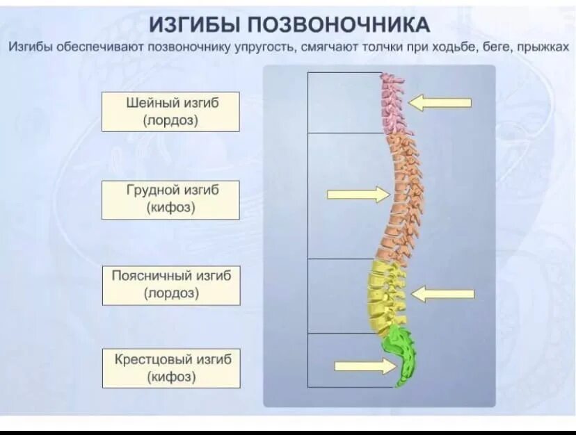 Четыре изгиба позвоночника. Физиологические изгибы позвоночного столба. Название физиологических изгибов позвоночника. 4 Физиологические кривизны позвоночника. Физиологические изгибы в шейном и поясничном отделе позвоночника?.