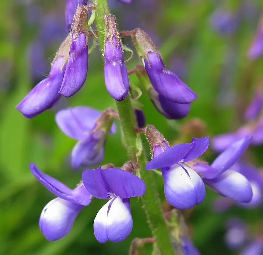 Galega orientalis - Изображение особи - Плантариум