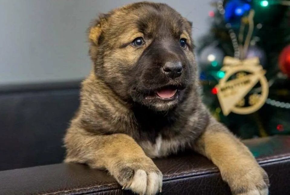 камбр армянский волкодав. собака гампр армянский волкодав. армянский алабай гампр. армянский гампр щенок. гампр собака.