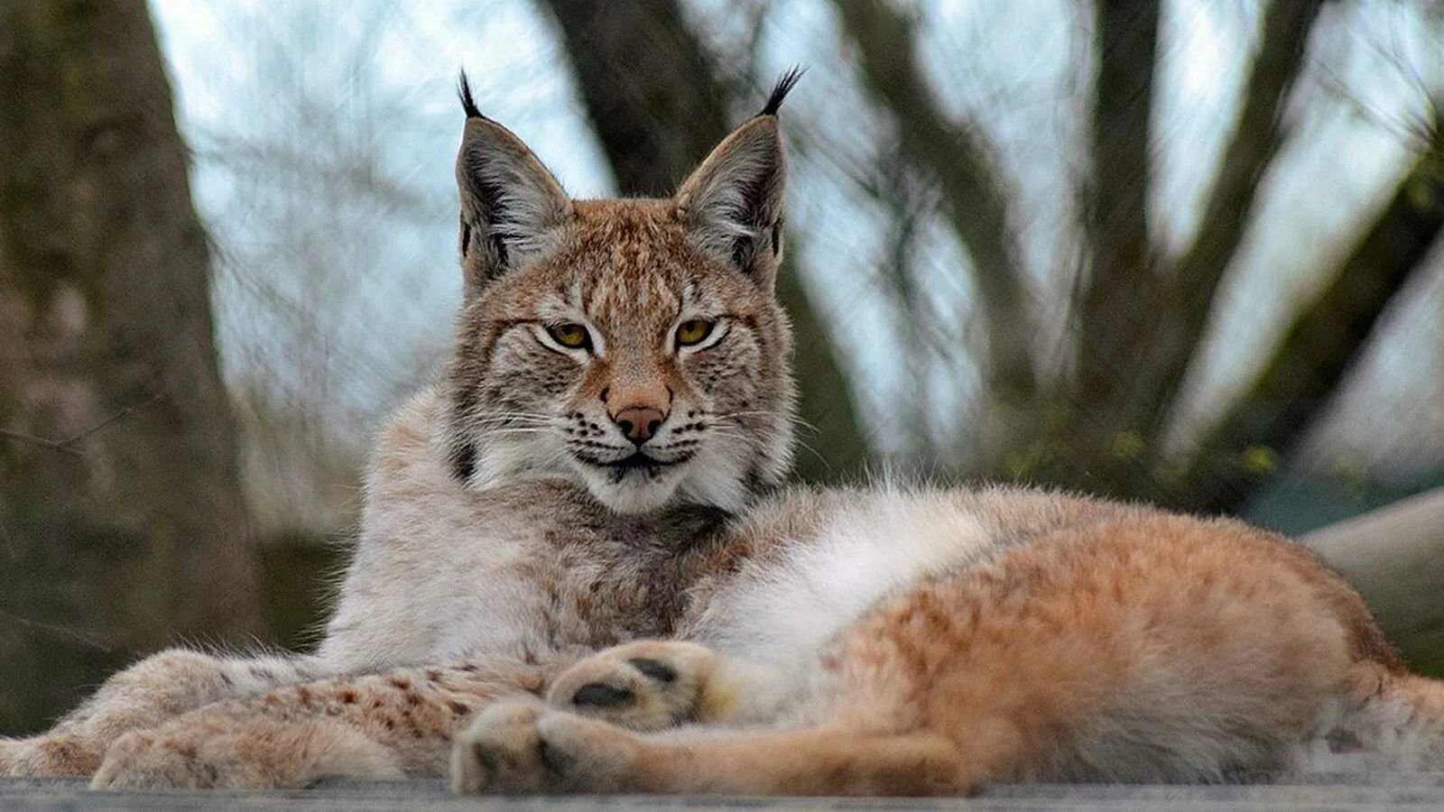 Беловежская пуща Рысь. Рысь - Lynx Lynx (Linnaeus, 1758). Евроазиатская (обыкновенная) Рысь. Канадская Рысь Бобкэт. Рысь макаров