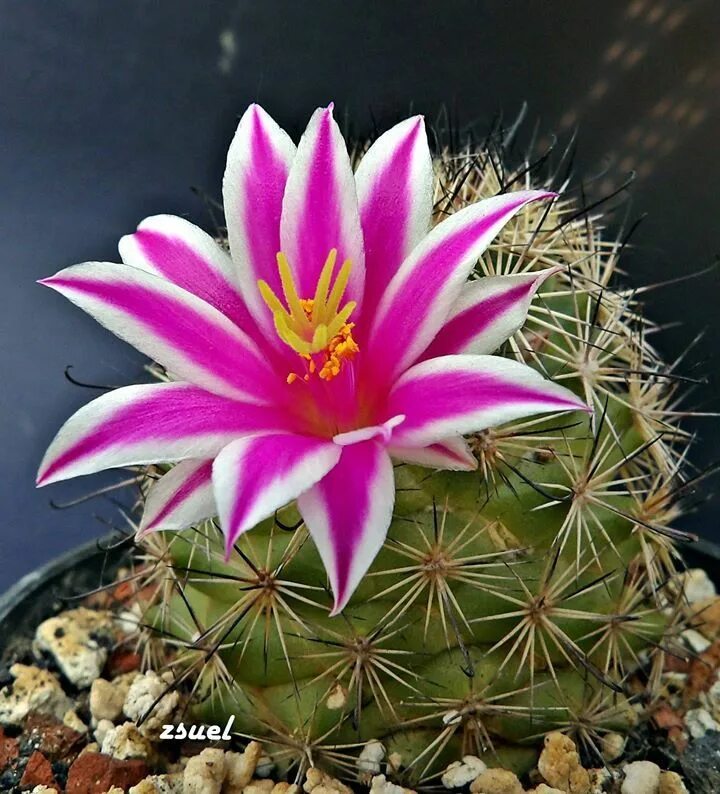 Mammillaria blossfeldiana. Самый красивый цветок кактуса. Эхинопсис маммиллярия. Маммиллярия псевдопербелла. Фиолетовый эхинопсис.