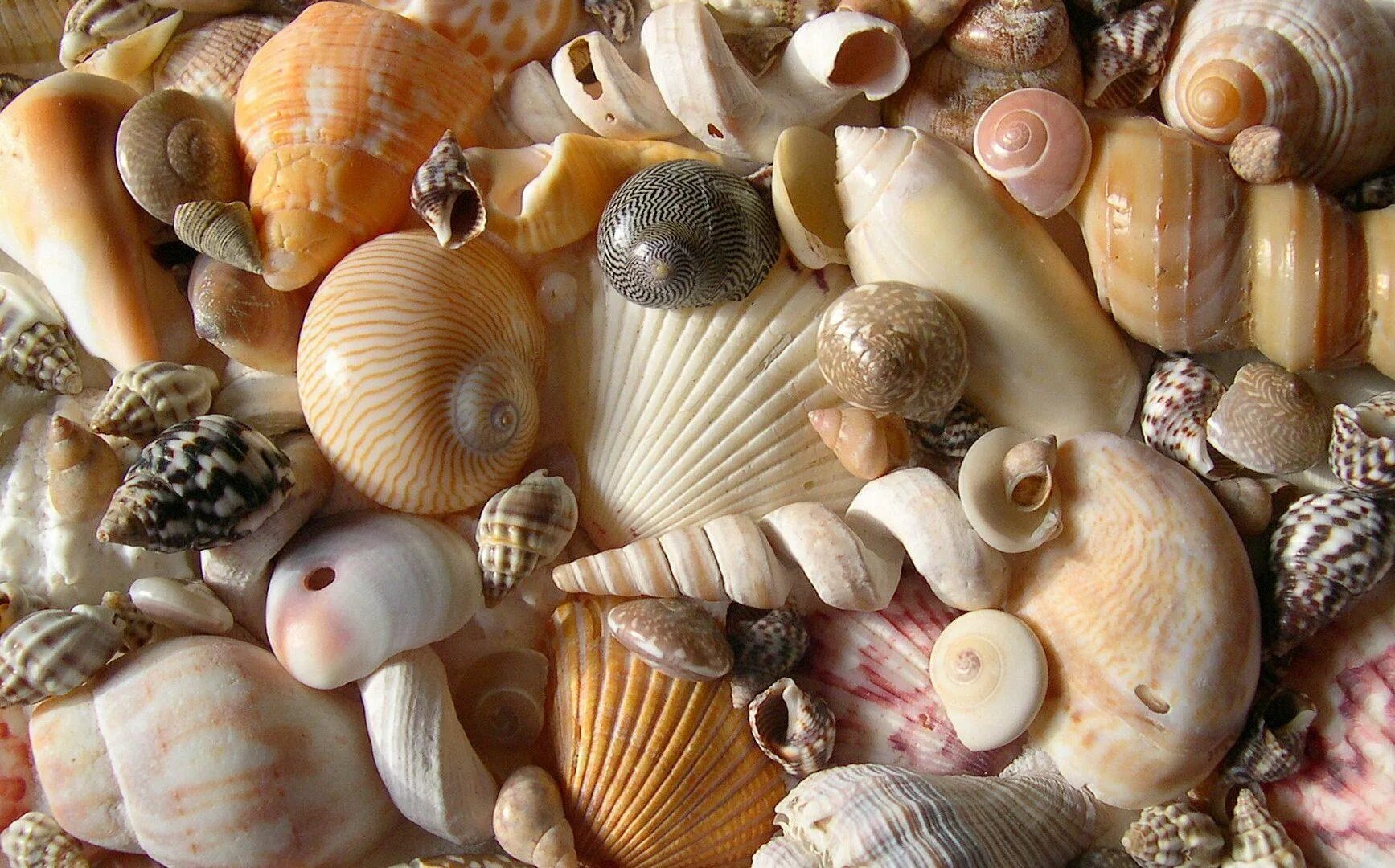 Sea shell