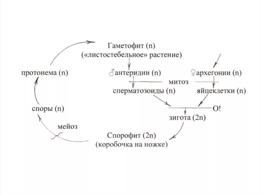 Спорофит гаметофит схема. Схема гаметофита и спорофита у растений. Циклы развития высших растений спорофит и гаметофит. Цикл покрытосеменных растений схема. Особенности гаметофита